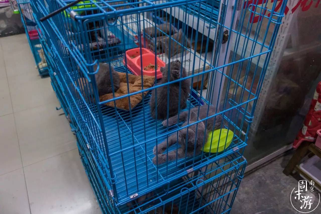逛南京花卉市场视频,南京夫子庙花鸟鱼虫市场