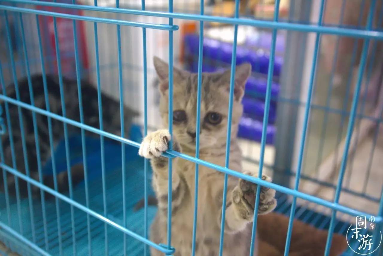 逛各种花鸟市场,南京花鸟鱼虫市场失火