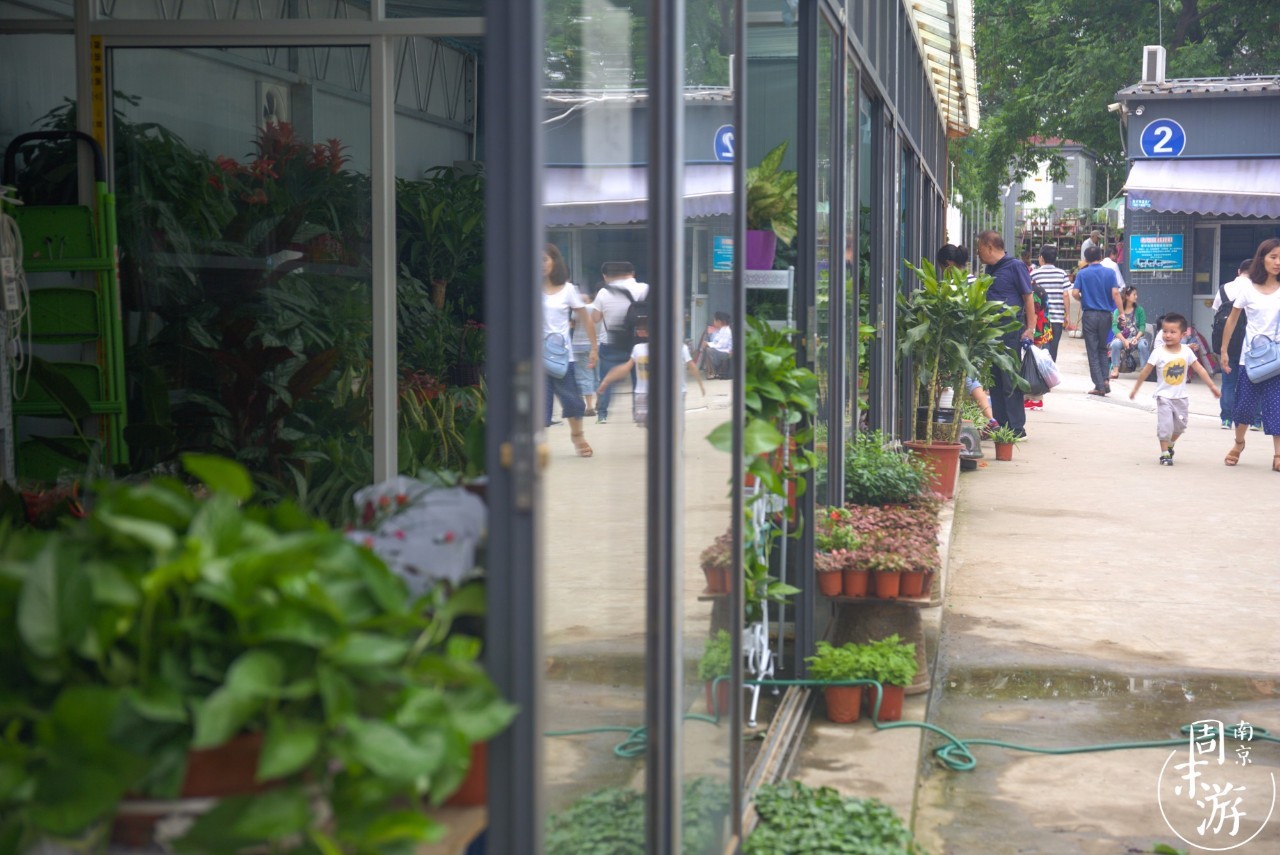 逛各种花鸟市场,南京花鸟鱼虫市场失火