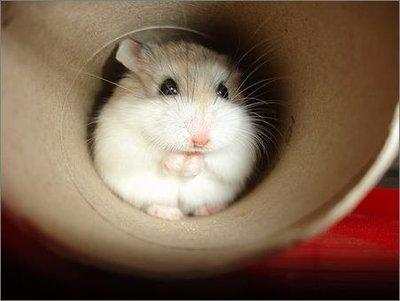 新手养仓鼠注意事项仓鼠寿命,仓鼠的寿命大概有多长时间呢