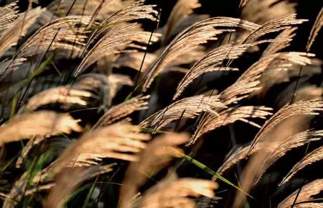 蒹葭苍苍白露为霜天冷莫忘添衣,蒹葭苍苍白露为霜何日归故乡