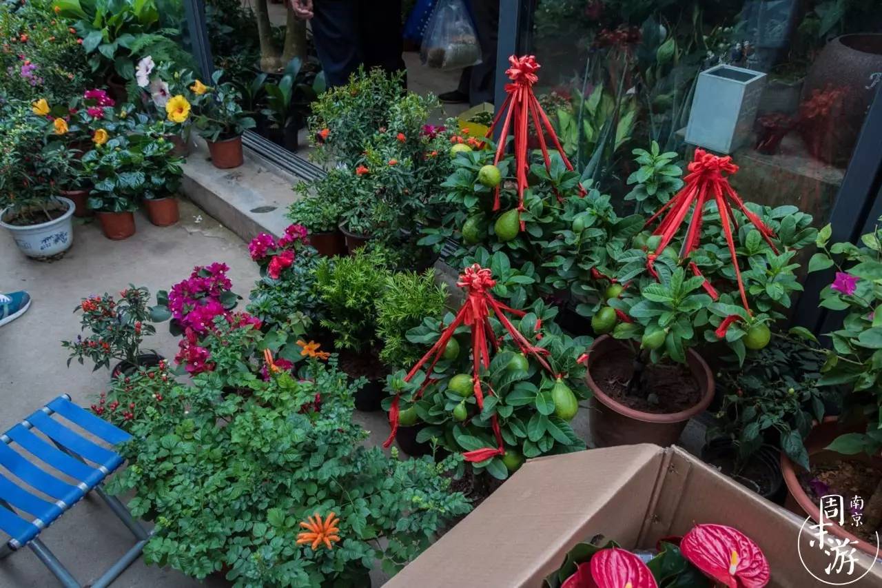 逛各种花鸟市场,南京花鸟鱼虫市场失火