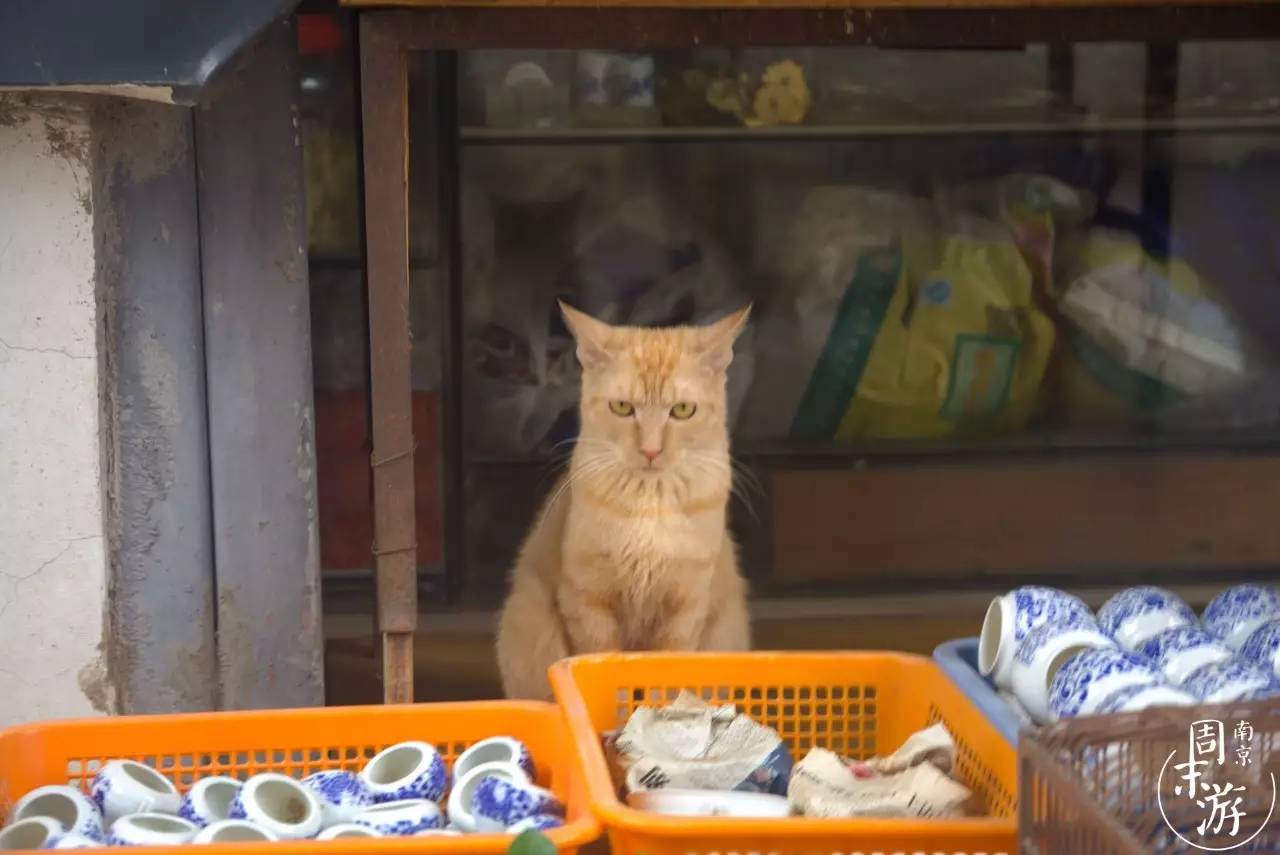 南京有几个花鸟鱼虫市场,南京湿地公园花鸟鱼虫市场在哪里