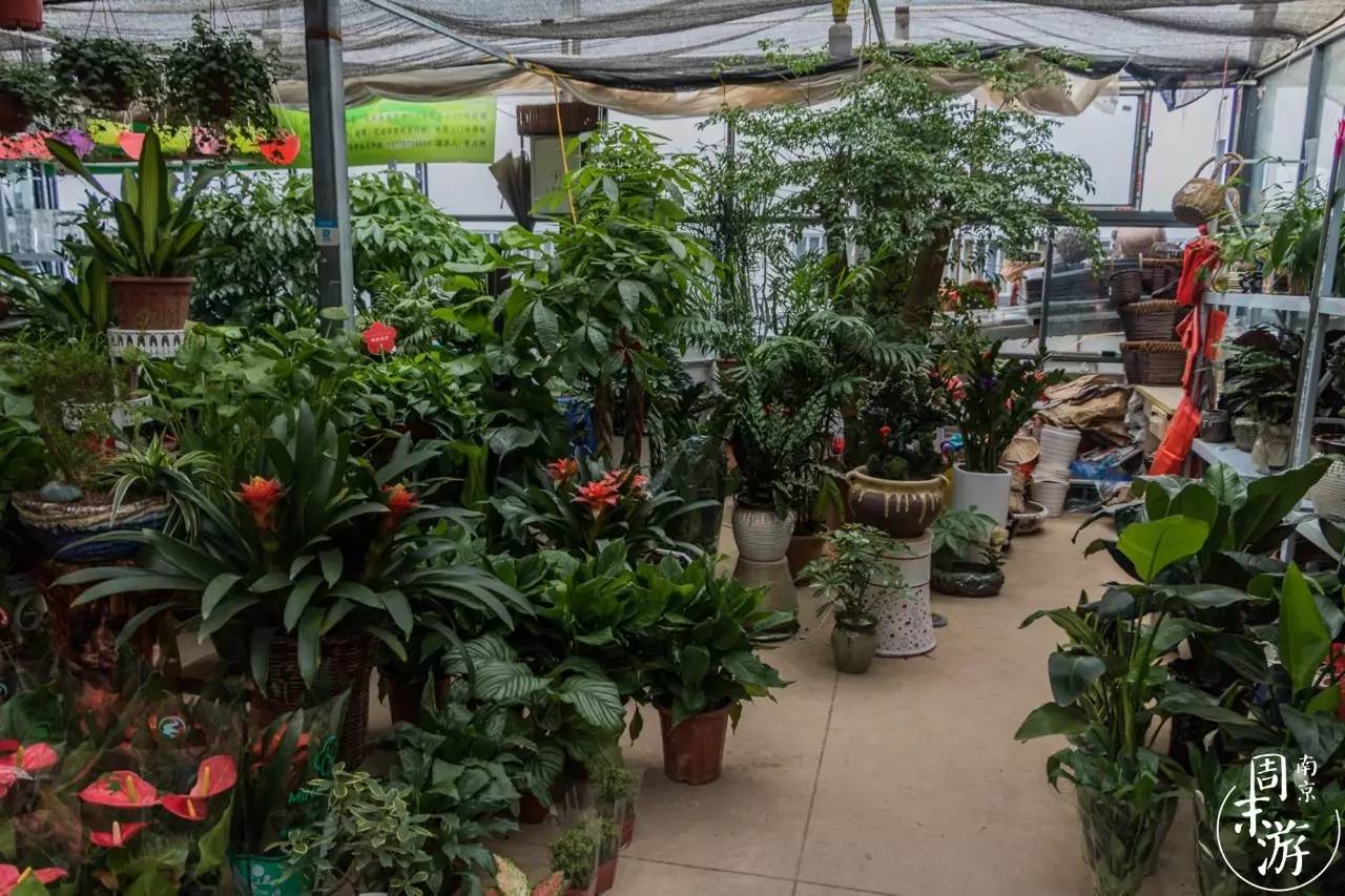 南京夫子庙花鸟鱼虫市场,南京花鸟鱼虫市场