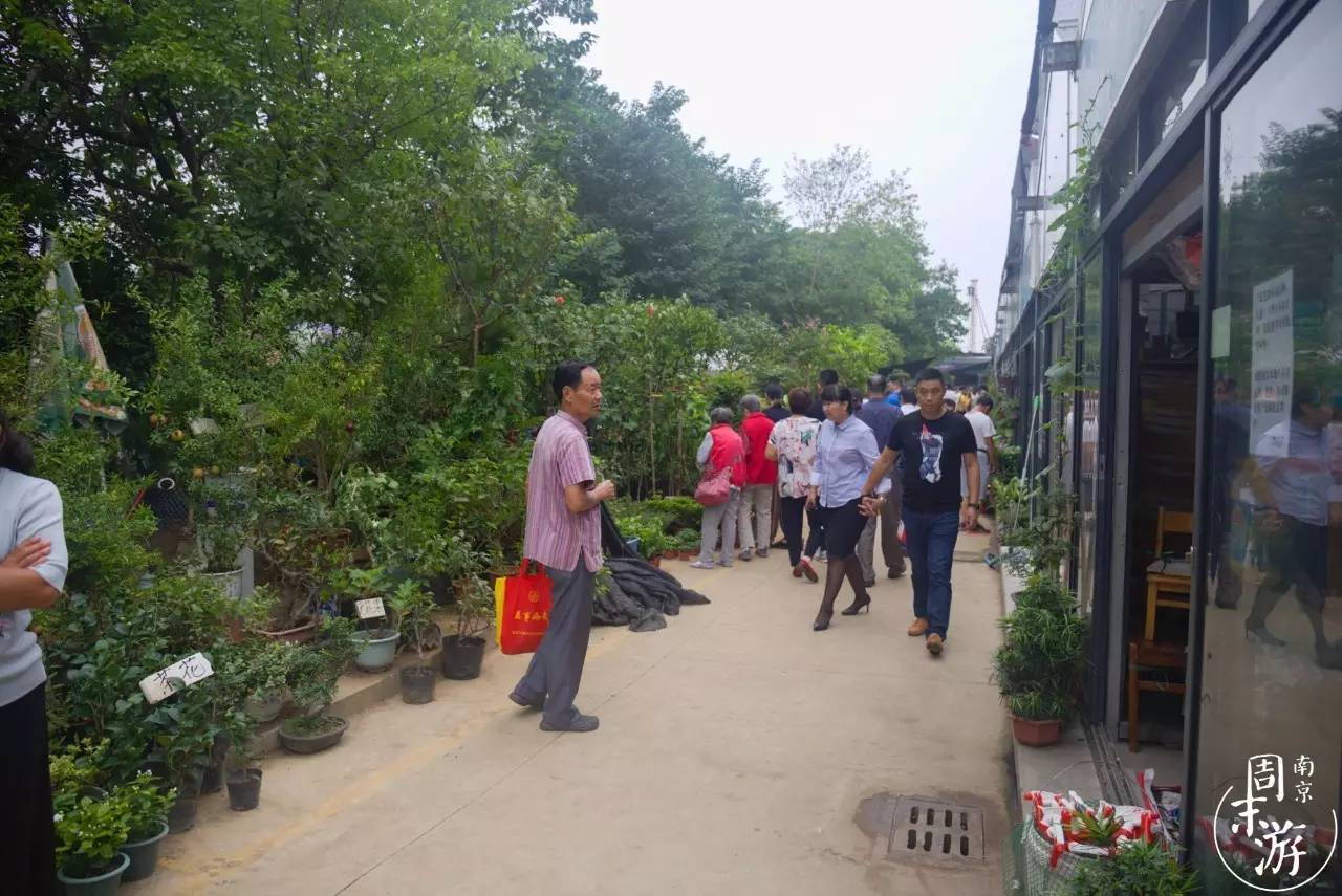 南京市最大的花鸟鱼虫市场在哪里,逛花鸟鱼虫市场的视频