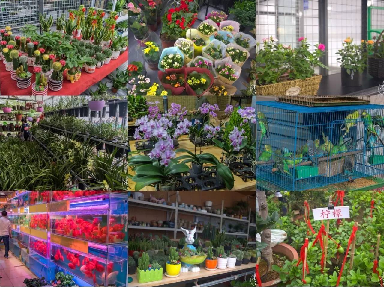 逛各种花鸟市场,南京花鸟鱼虫市场失火