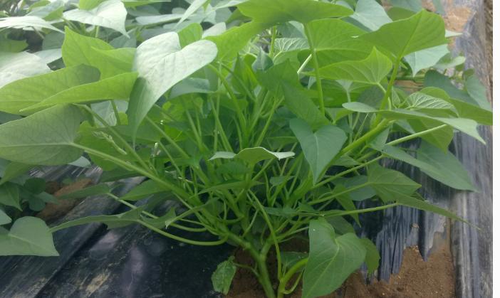 红薯种植前十名,正宗十大红薯品种