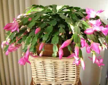 老花匠养的仙人掌,老花匠讲养花