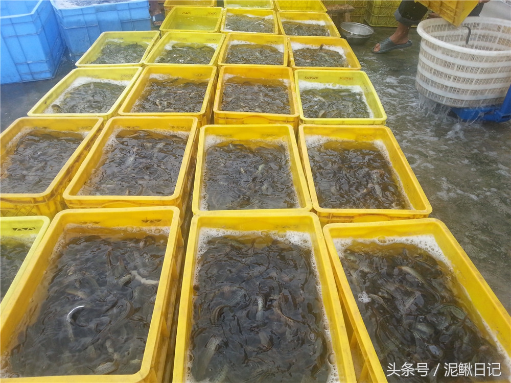 无土养殖泥鳅每亩一年有多少利润,养殖泥鳅一亩可赚多少钱利润