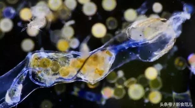 等了80年,巧克力界终于推出“粉红”新番|一周食报