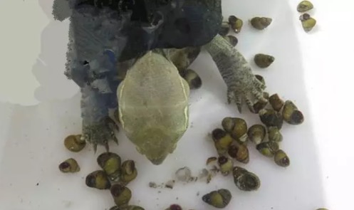 大头母草龟怎么养,怎么挑选大头草龟