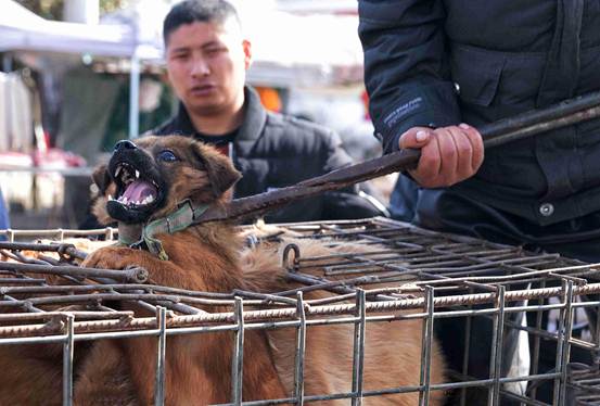 杀狗行为是正确的吗,杀狗有没有什么讲究
