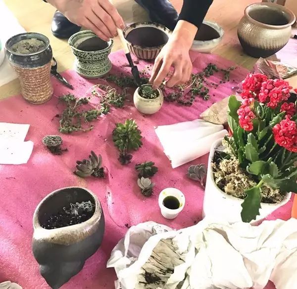 网上买回来的多肉怎么处理,网上买回来多肉晾几天处理