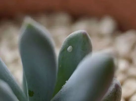 网上买回来的多肉怎么处理,网上买回来多肉晾几天处理