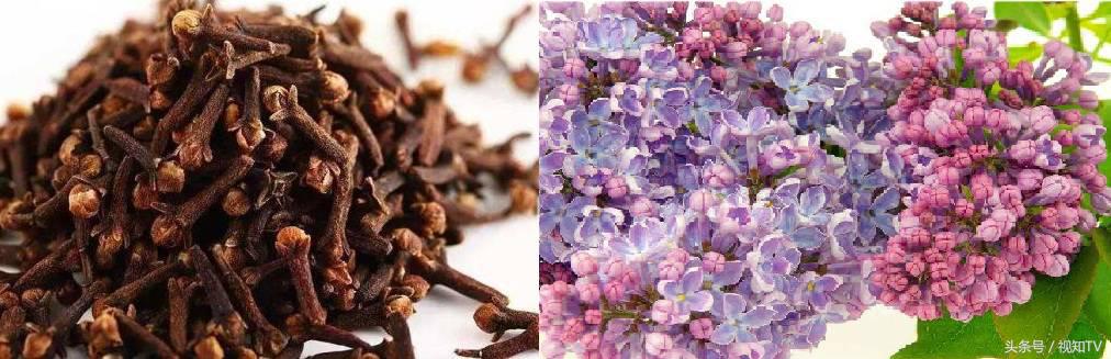 古代人口臭怎么办,现代人口臭怎么治