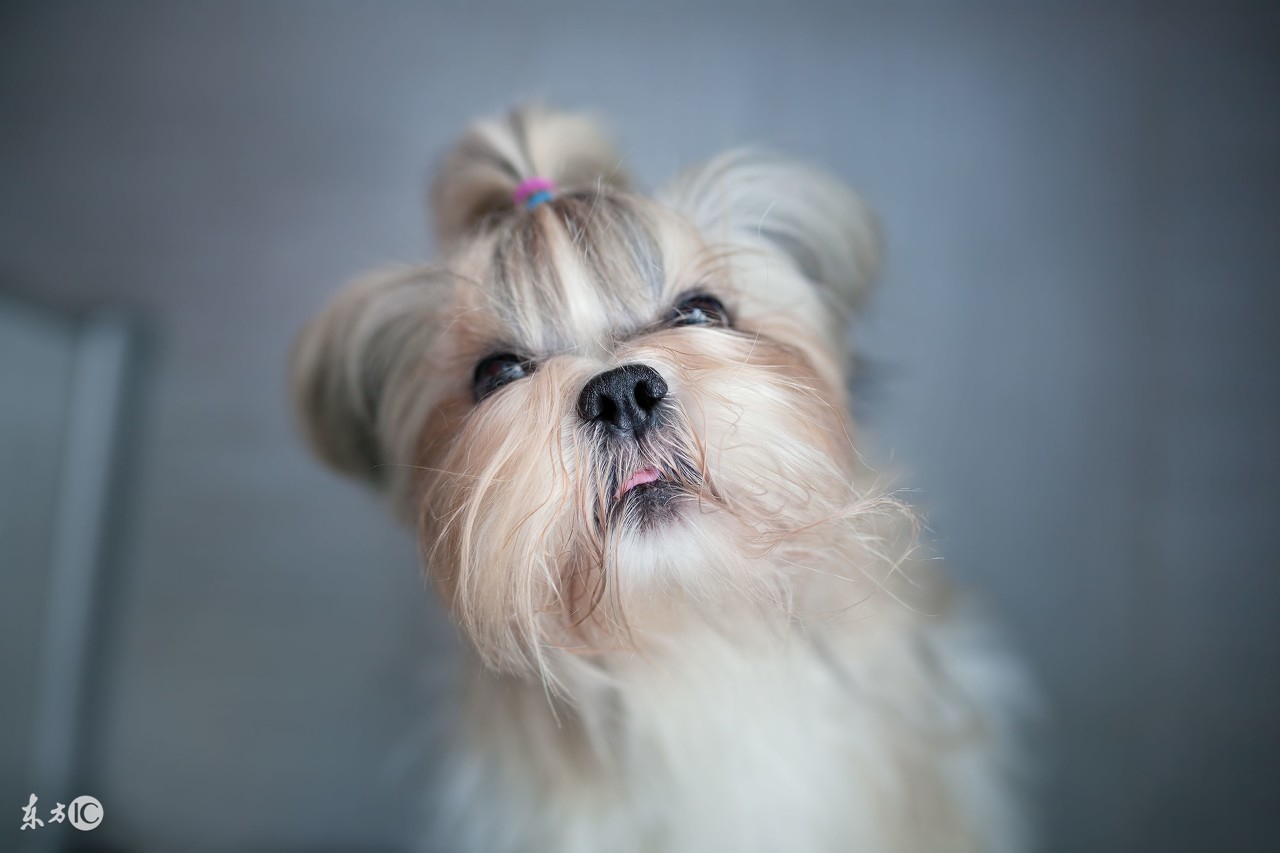 狗狗品种大全带你走进狗狗的世界,汪汪队的狗狗品种分类