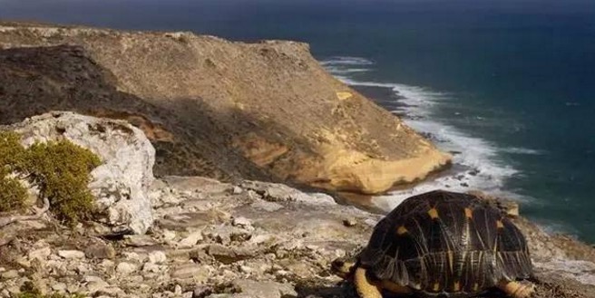 辐射陆龟箱内可以养什么绿植,辐射陆龟有多漂亮