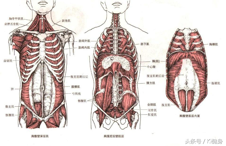 腹直肌分离检测及修复手法,腹直肌运动分析