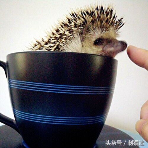 看看你适合养什么宠物小测试,测试一下自己可以养什么宠物