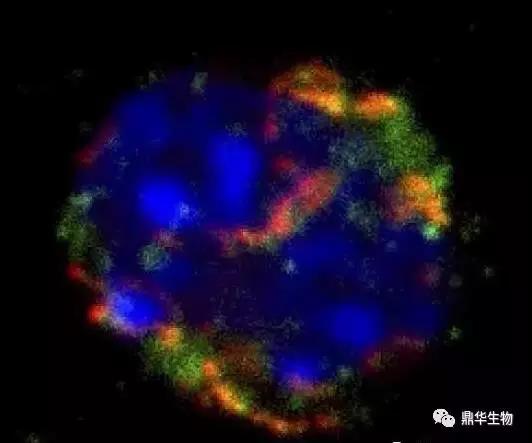 干细胞创新发明,走进神奇的干细胞移植