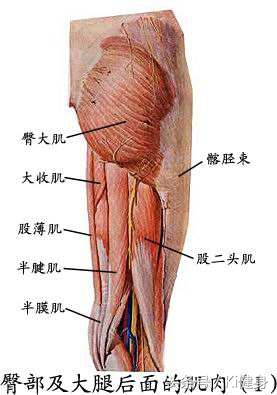 腹直肌上部分离,产后腹直肌分离