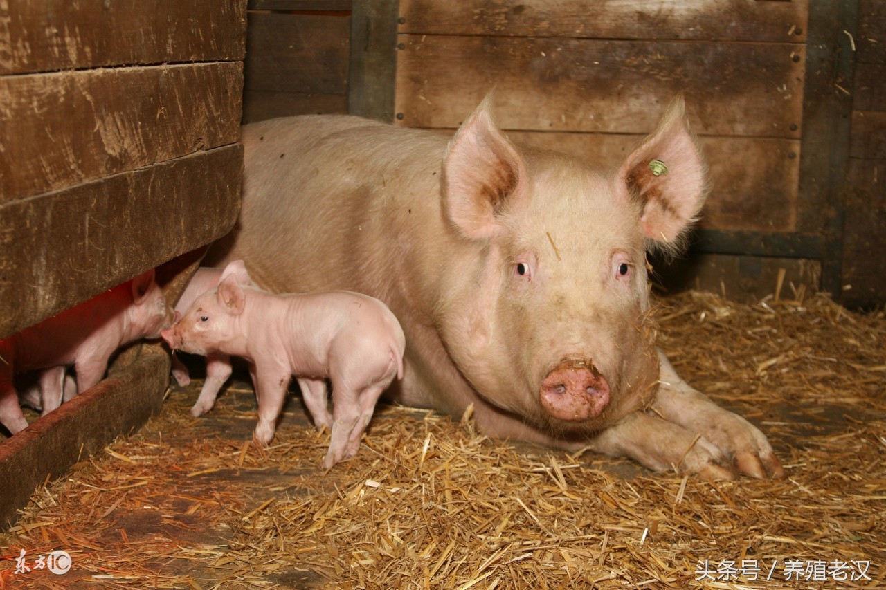 母猪难产死胎掏不动,母猪难产掏不出来该怎么办