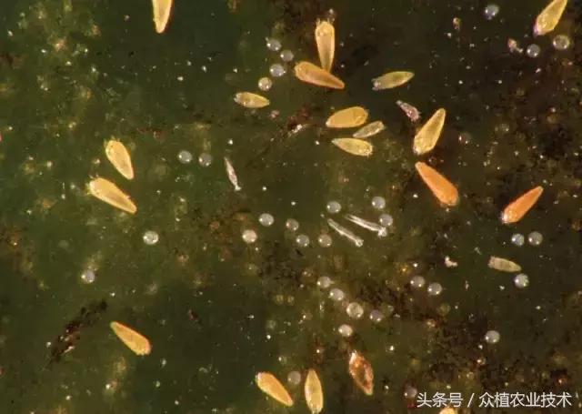 如何观察柑橘锈壁虱,怎么分辨柑橘锈壁虱果和沙皮病果