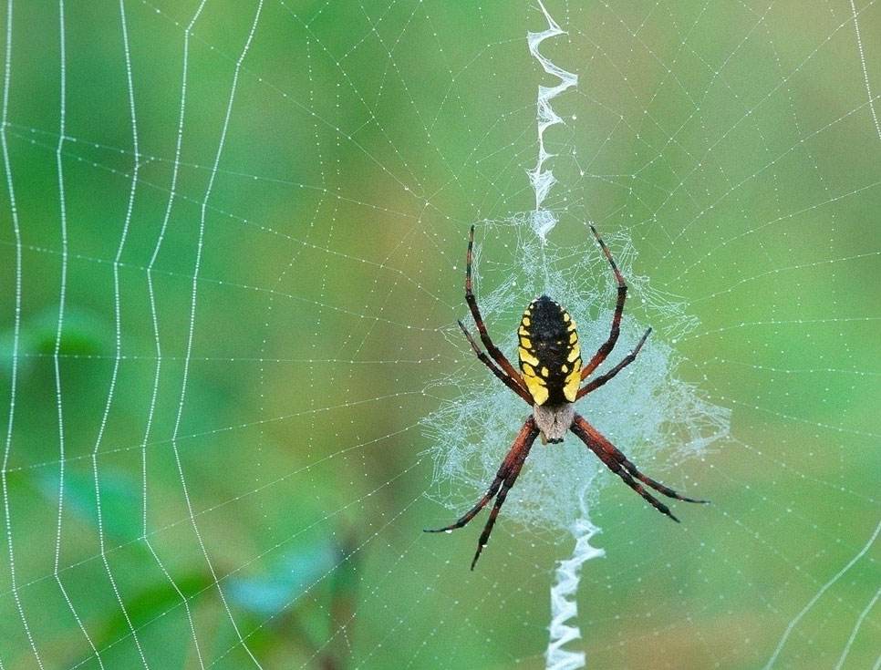 蜘蛛侠英雄归来里的黑蜘蛛战衣,蜘蛛侠英雄归来蜘蛛侠穿蜘蛛侠战衣
