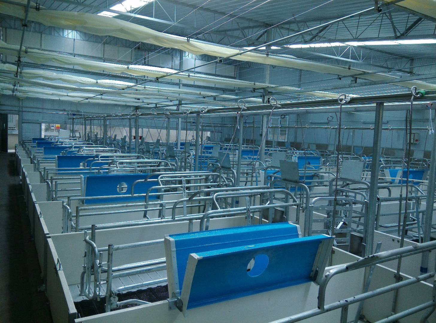 母猪难产原因分析及解决方案