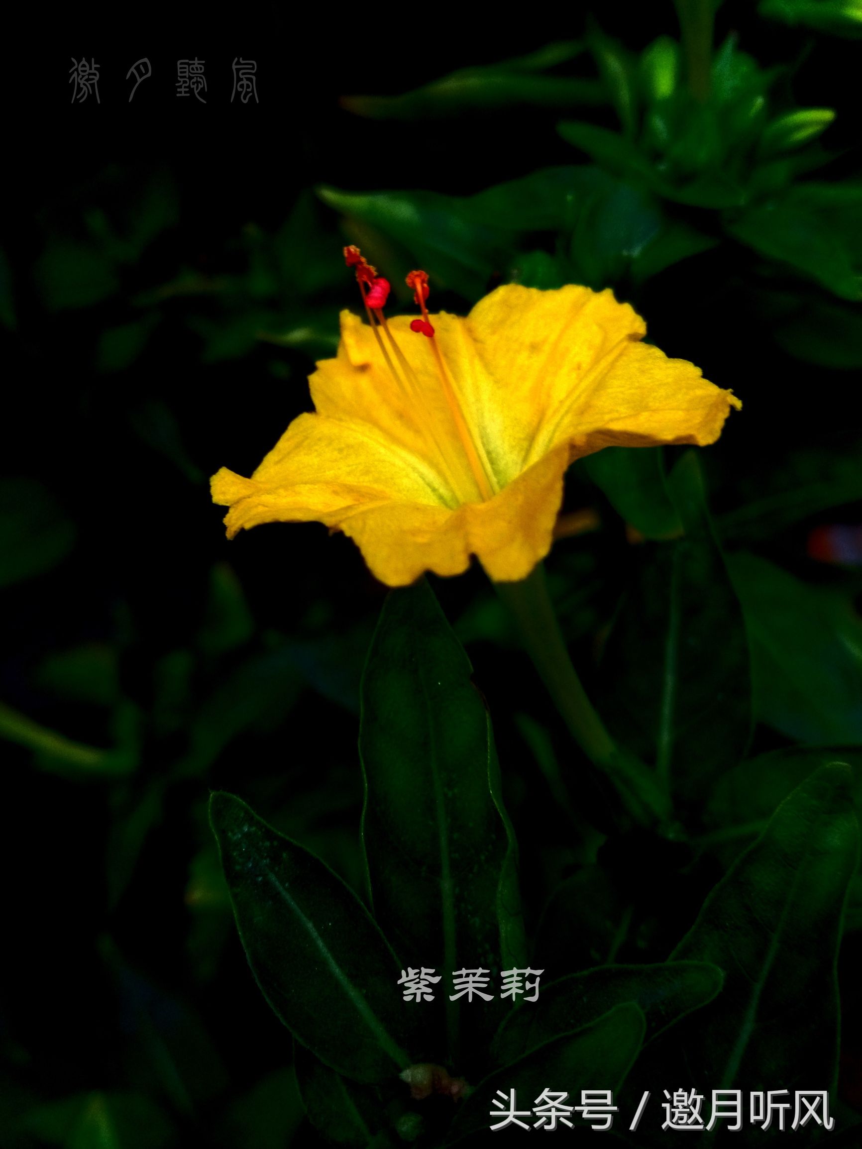 质朴玲珑——紫茉莉