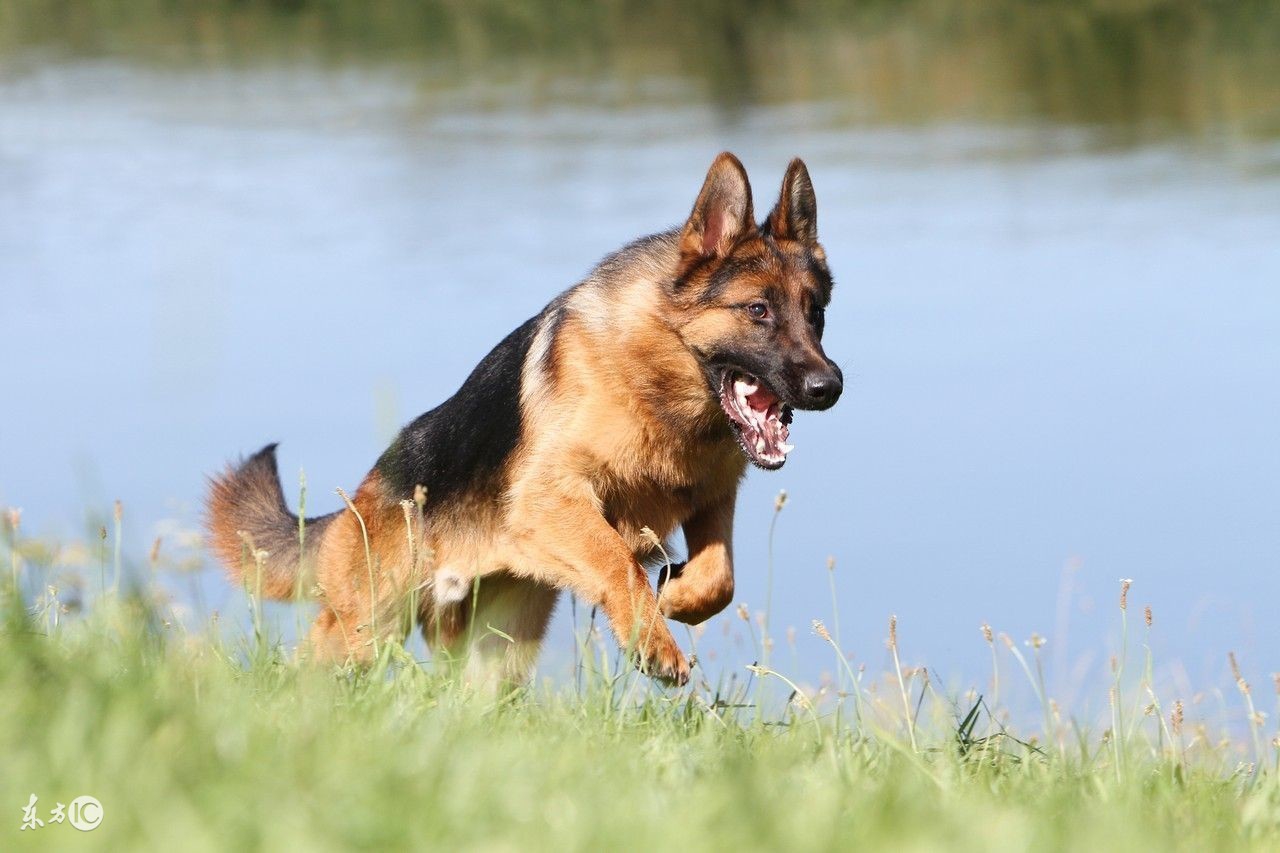 弓背德牧长毛2个半月大怎么饲养,饲养德牧怎么打疫苗