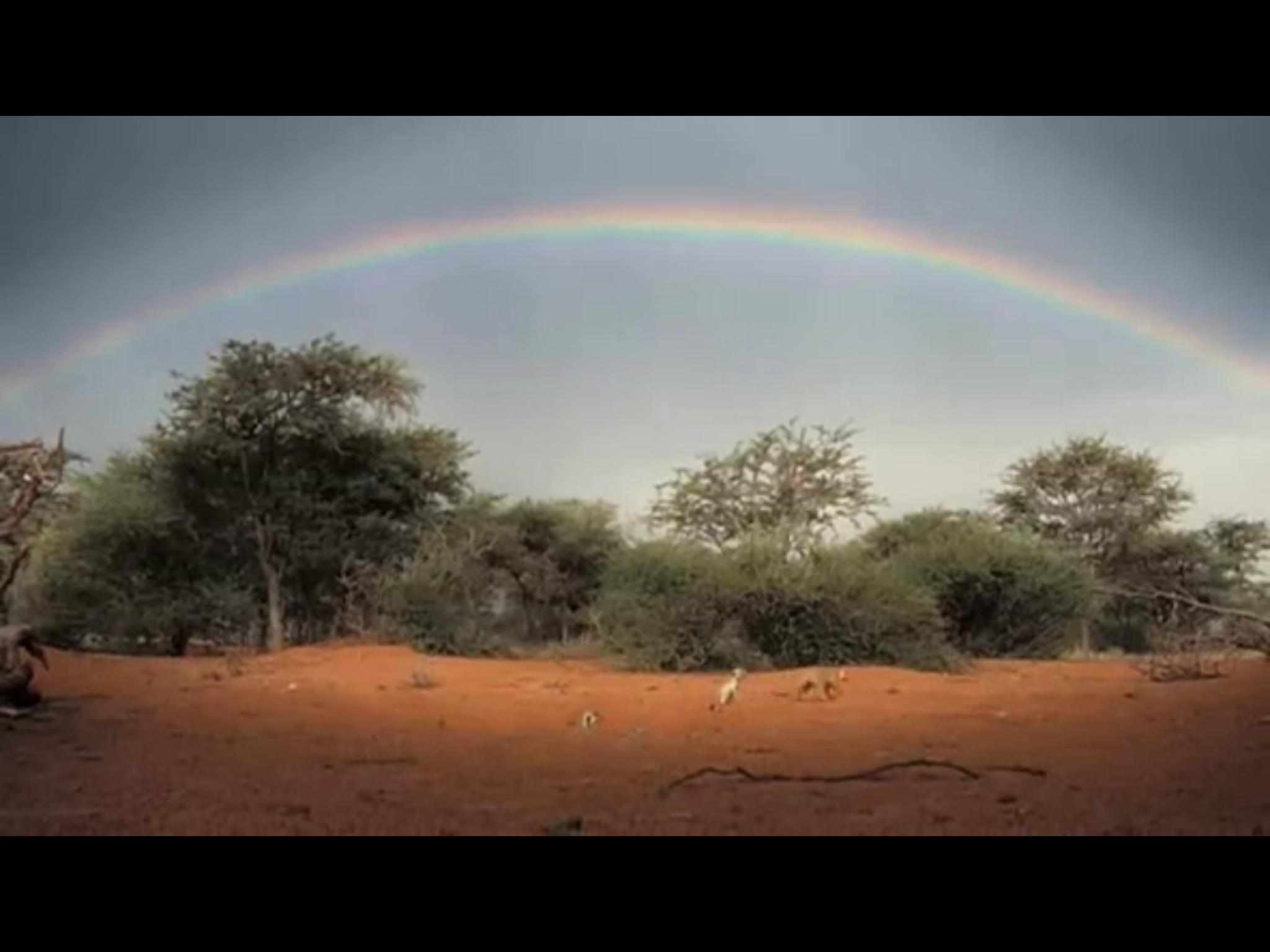 王朝狐獴纪录片,非洲纪录片狐獴