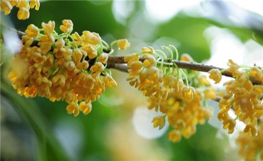 桂花养殖方法和注意什么,桂花风水大忌大全及讲解