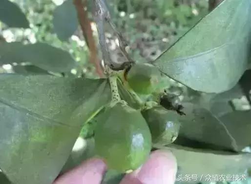 柑橘沙皮病防控视频,柑橘砂皮病发生了还能打什么药