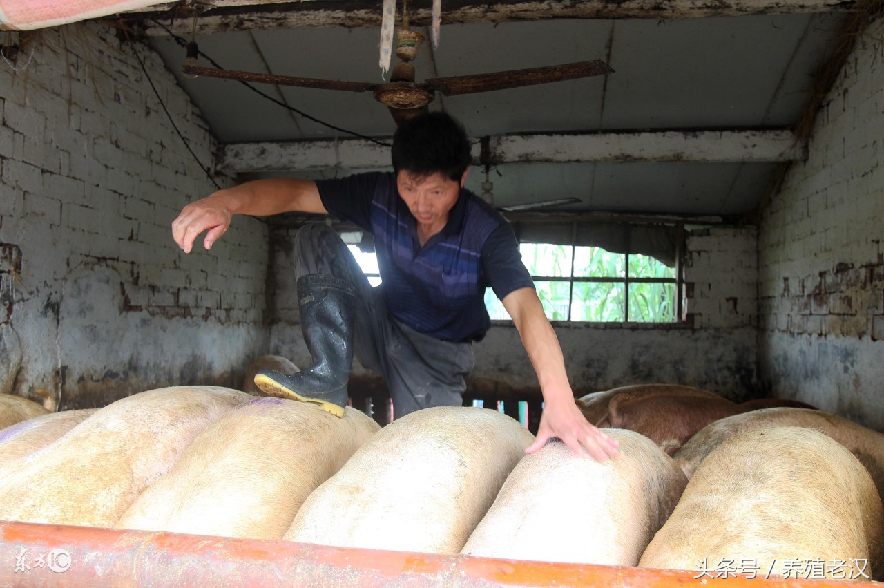 母猪产后得子宫内膜炎有哪些症状,母猪子宫内膜炎喂什么草药