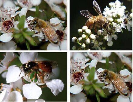 新西兰麦卢卡蜂蜜为什么不结晶,麦卢卡蜂蜜有多少是真的