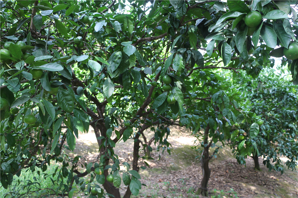 品农家菜,品农家美食