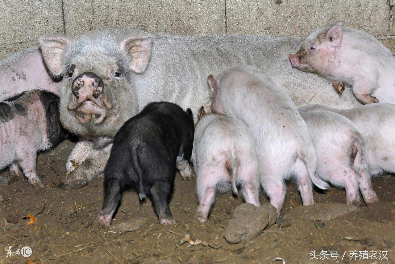 母猪有子宫内膜炎可以输精不,母猪子宫内膜炎可以用妇炎洁吗