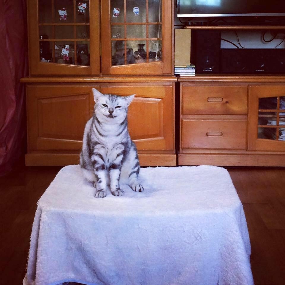 猫笑的样子和正常样子,猫笑起来瘆人