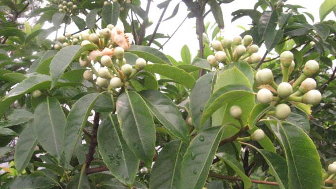 火烧过的树木还能不能用,树木燃烧灭火方式