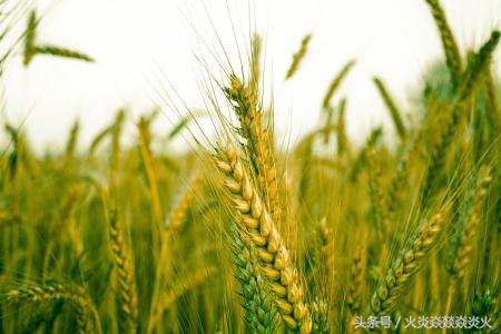 小麦包衣,小麦种包衣