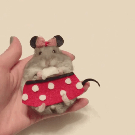 一只萌萌的吃货仓鼠，在角色扮演，还不忘记爪子里的好吃的