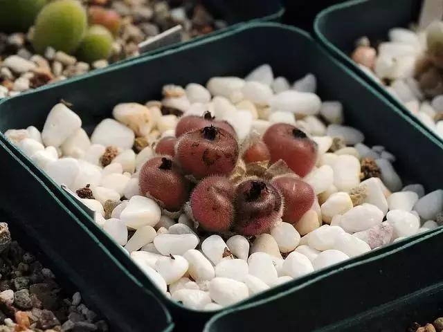 南非秘宝,遗落在世间的宝藏