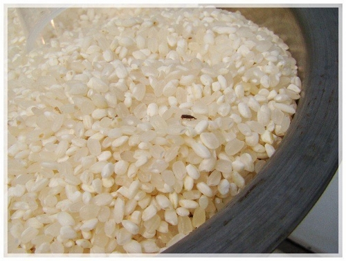 米和面有虫子还能吃吗,米和面里的虫子