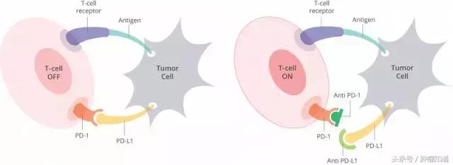 肝移植后能外用药膏吗,肝移植术后能用pd1么