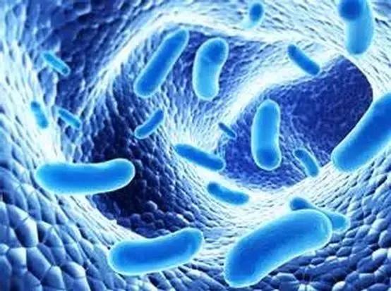 孕妇吃益生菌哪个牌子好,lifespace益生菌孕妇可以吃吗