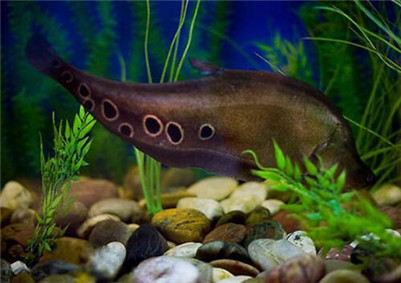 七星刀鱼不爱动不吃食,七星刀鱼为什么叫七星刀