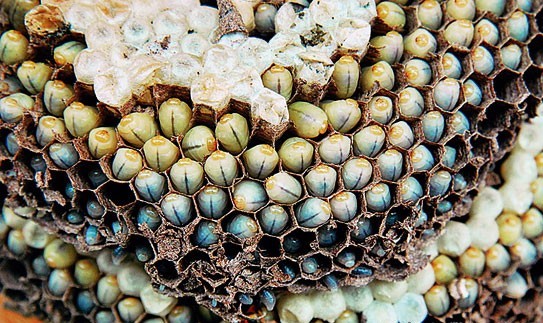 这些美味的虫子你敢吃吗,盘点可以吃的虫子