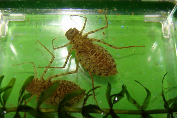 常见的大虫子科普,盘点那些你没见过的虫子