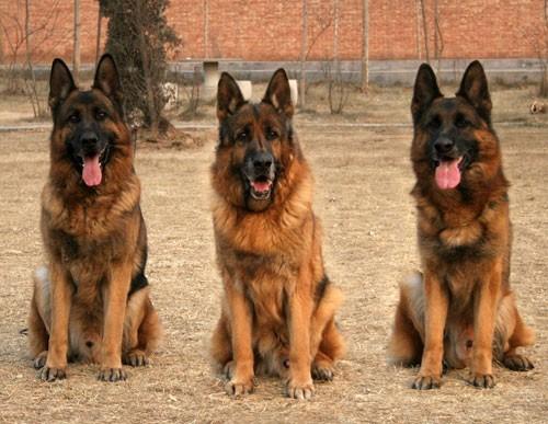 弓背德牧长毛2个半月大怎么饲养,饲养德牧怎么打疫苗